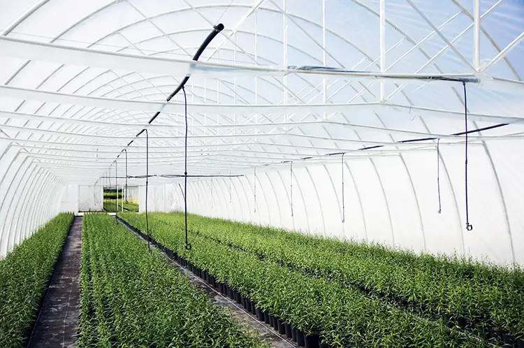 Škôlkarska farma Krzewiński