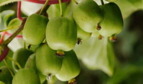 Licencovaná škôlka pestujúca maliny jahody černice ríbezle
