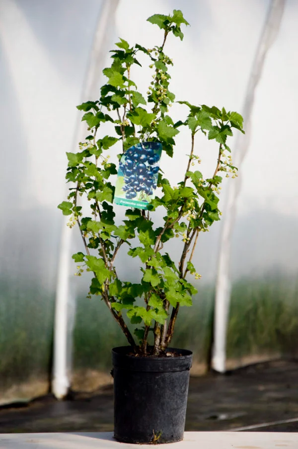 Sadbovače ríbezlí do záhrady a na plantáž